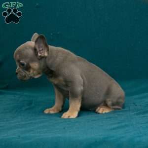 Calvin, French Bulldog Puppy
